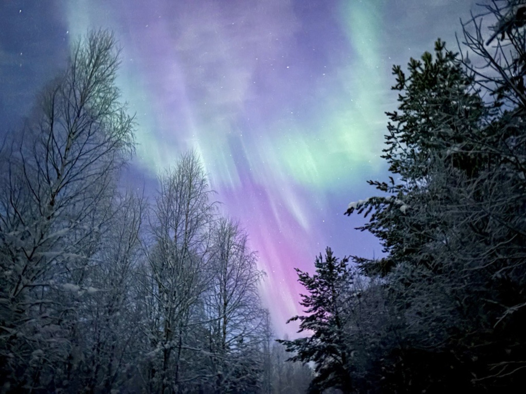 The northern lights over a snowy forest in Kainuu